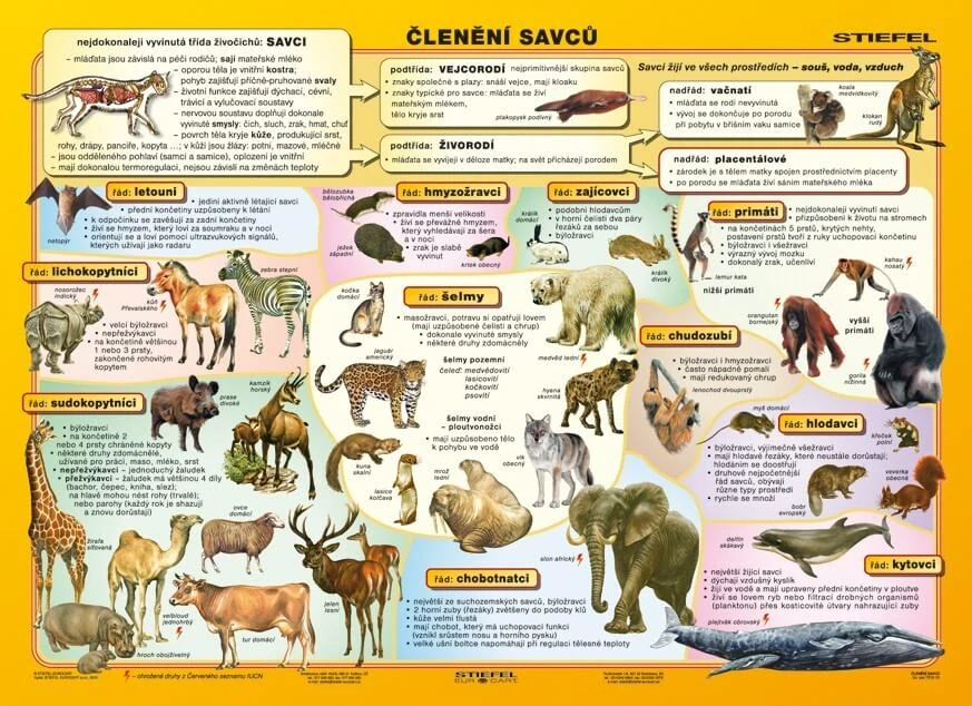 ČLENĚNÍ SAVCŮ - naučná laminovaná tabulka A4