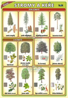 NAŠE STROMY a KEŘE - naučná laminovaná tabulka A5